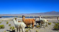 BORDER CROSSING from CHILE to BOLIVIA SALAR DE UYUNI